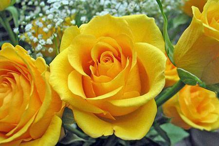 Significado de las rosas amarillas