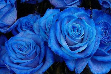 Significado de las rosas azules